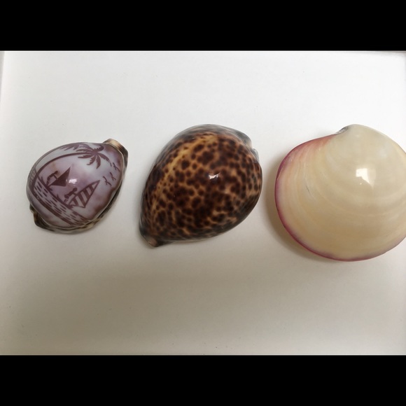 Other - Set of 3 Sea Shells for Home/Office Decorations | Bohemian